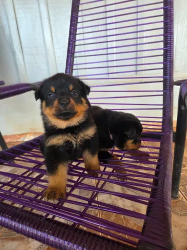 Filhotes de rottweiler