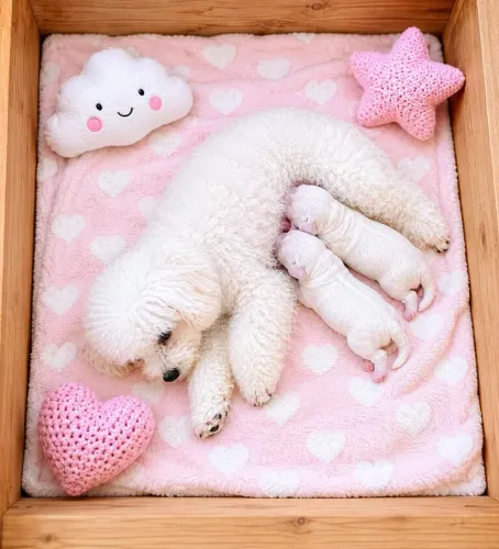 Poodle , as bolinhas de algodão 