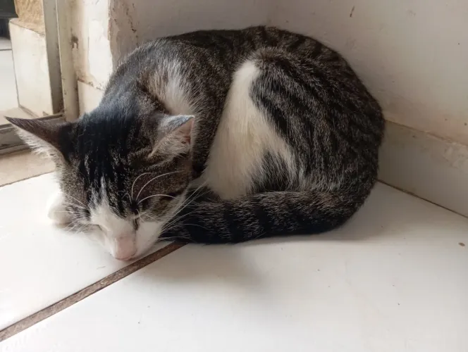 Gata fêmea para adoção