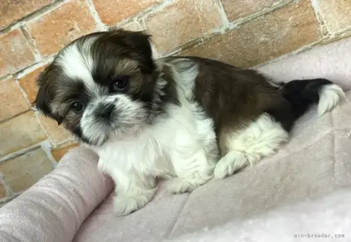 Cachorro filhote shih tzu/shitzu muito dócil e inteligente contrato sp