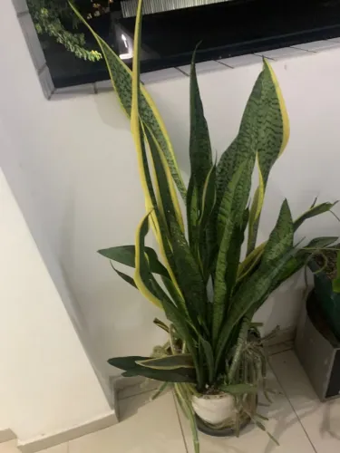 Planta 