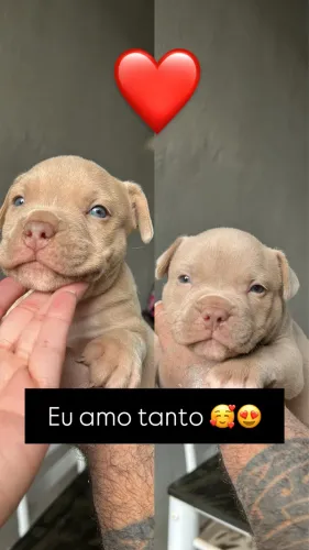 Filhote de American bully