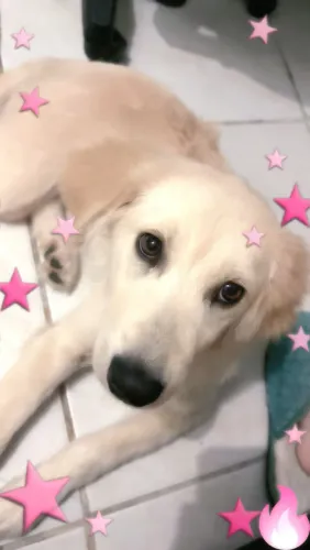 Golden filhote Retriever 