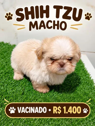 Shitzu machos