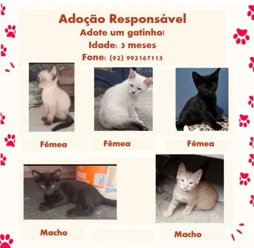 Filhotes de Gato