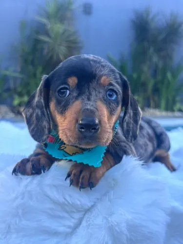 Dachshund super inteligente