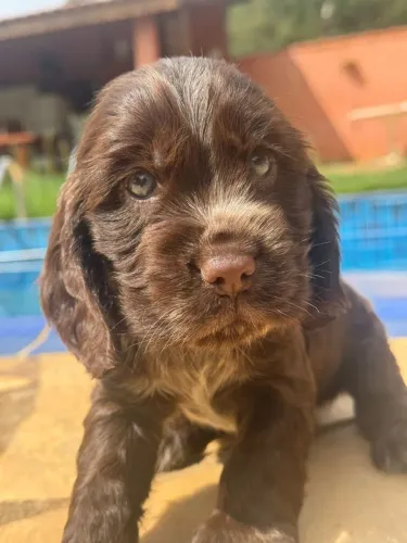 Cocker Spaniel Inglês | Reservas pelo WhatsApp!