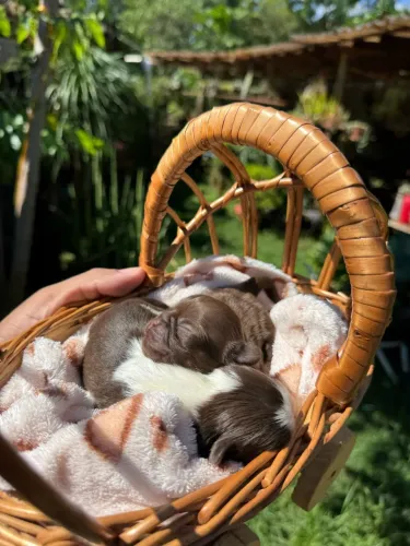 Casal de Shih Tzu micro