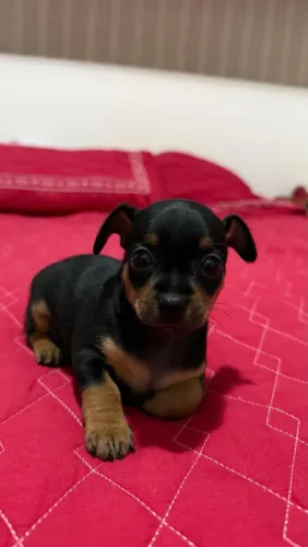 Vende-se pinscher fêmea n1