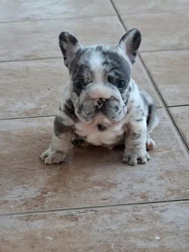 Buldogue Francês Merle Big Hope