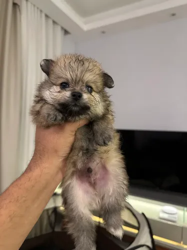 Disponível Lulu da Pomerania