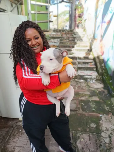 American Bully pocket com pedigree primeira dose da vacina aplicada vermifugado disponivel