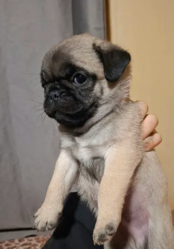 Pug Macho
