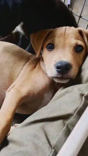 Cachorro Vira Lata Macho