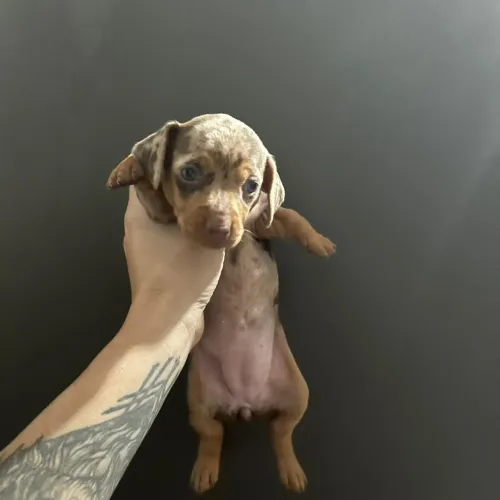 Basset Alerquim choco Merle 