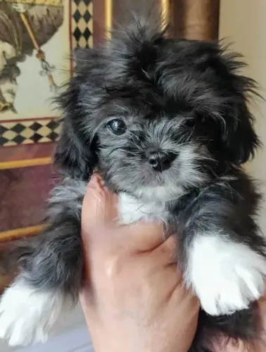 lindos filhotes peludos