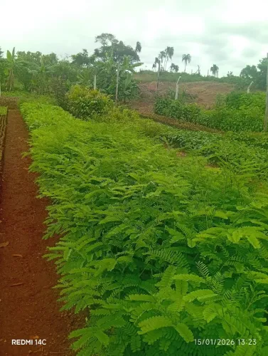 Mudas frutíferas e nativas de alta qualidade. Cultive o futuro hoje. Compre agora!