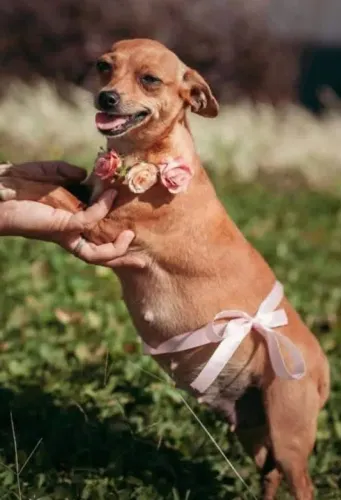 Pinscher machos 