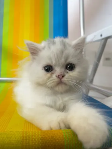 Vendo filhote de gato persa 