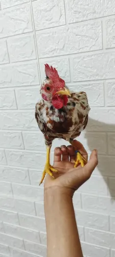 Galinho Garnize
