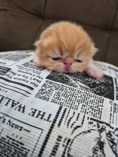Para reserva filhotes gato persa zap *