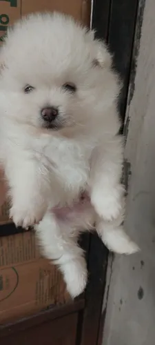 Lulu 