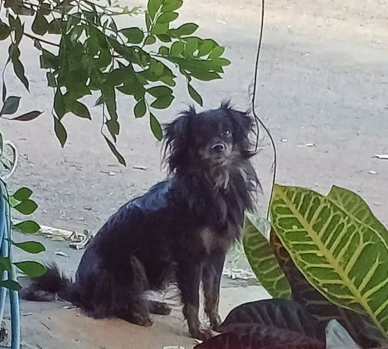 Cachorrinho pra adoção