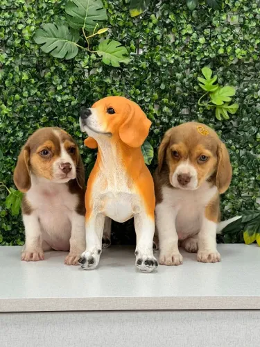 beagles vacinados