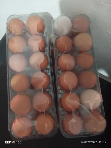 12 ovos galados galinha hode