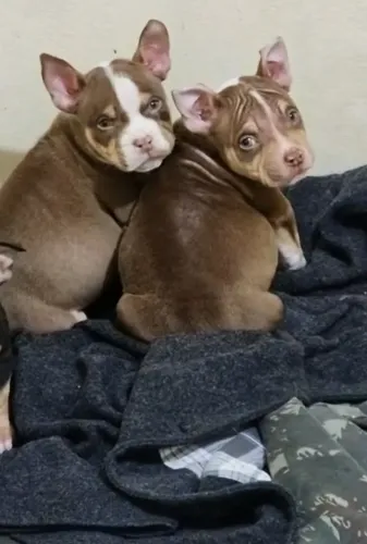 Filhotes de American Bully pocket machos