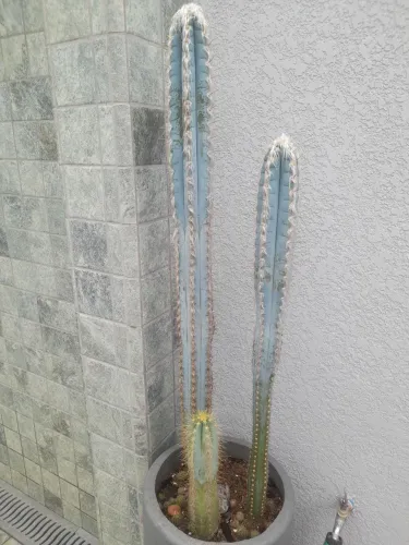 Cactos Azul