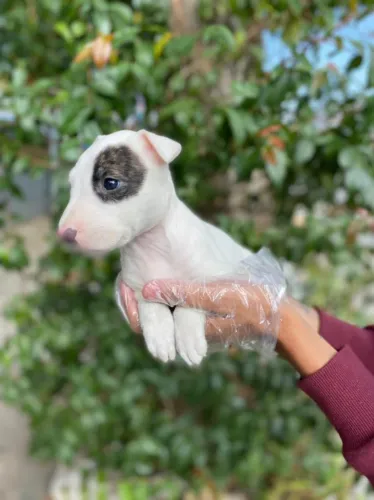 Bull Terrier ingles Filhotes de mais alto padrão da raça