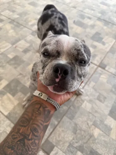 VENDO CACHORRO AMERICAN BULLY MERLE