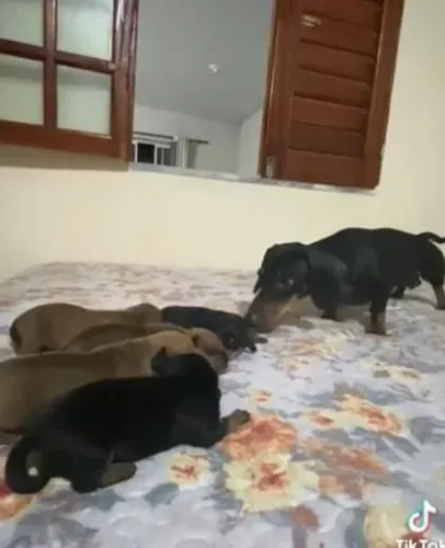 Vendo ou troco filhotes de salsicha
