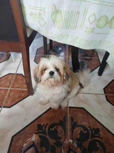 Filhote de Shih Tzu Macho Vacinado e Shipado