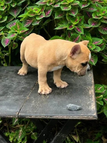 Vendo filhote de American bulling macho padrão micro com pedigree em mãos.