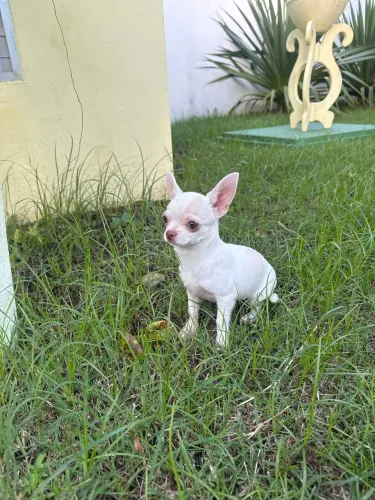 Chihuahua pelo curto macho com pedigree CBKC 