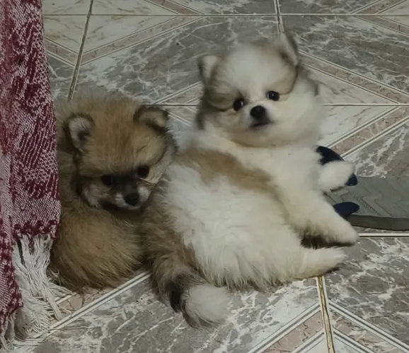 Spitz alemão micro