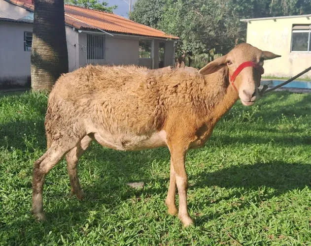 ovelha dorper