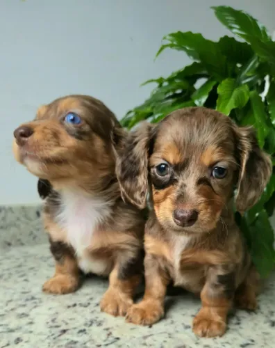 Teckel chocolate arlequim de pelo longo: machos e fêmeas