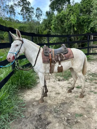 Burrinho galak N&G manso de confianca