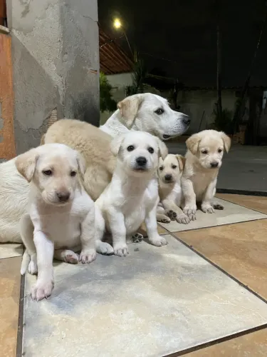Doação de cachorros
