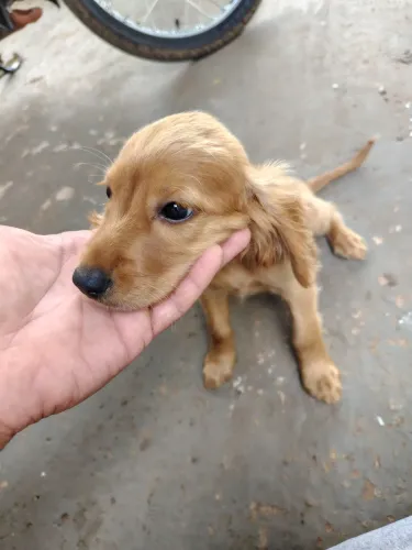 Venda de filhotes cocker spaniel inglês disponível!!! 