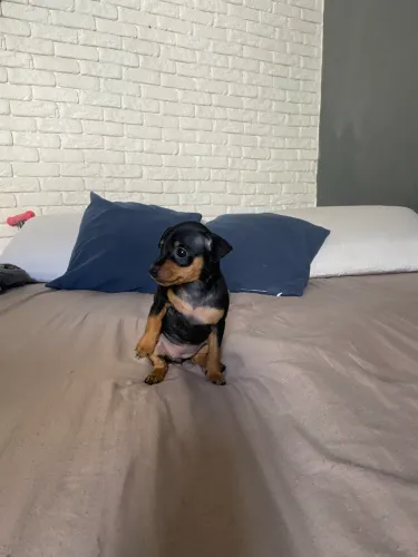 Pinscher fêmea 0