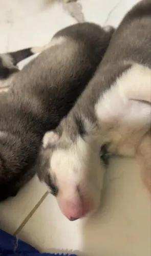 Filhotes de Husky Siberiano para RESERVA.