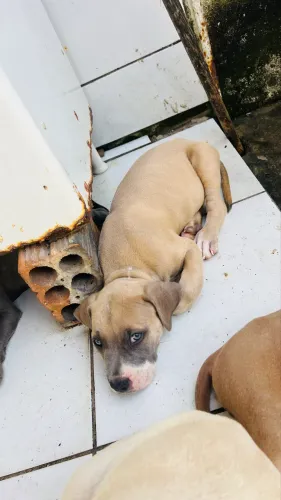 Vende-se filhotes de Pitbull puro
