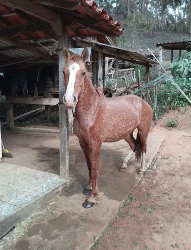 Vendo cavalo e égua