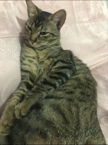 Gata vivendo em ambiente estressante