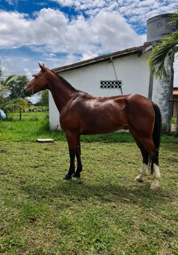 CAVALO DÓCIL PARA CAVALGADA