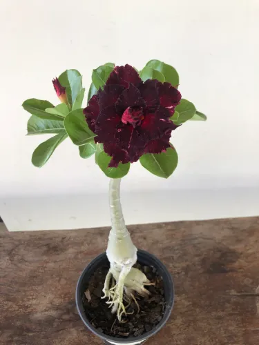 Rosa do Deserto Céu estrelado